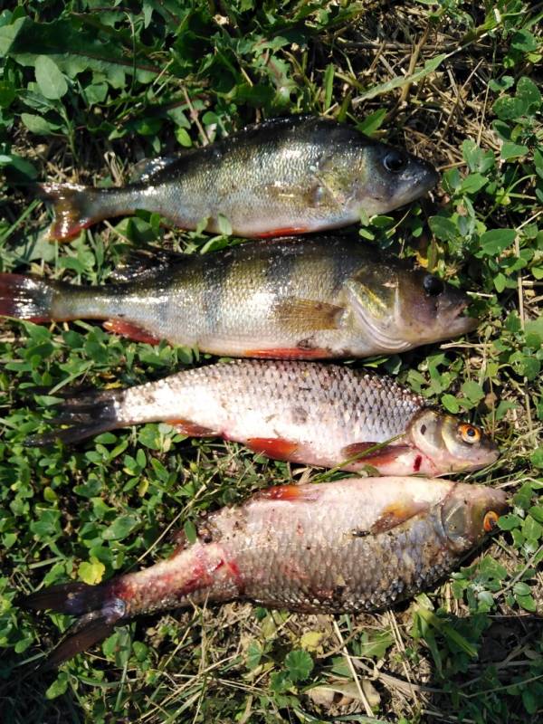 Фотоотчет по рыбе: Окунь, Плотва. Место рыбалки: Брестский район