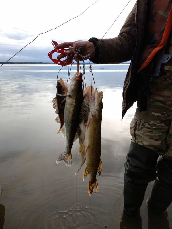 Фотоотчет по рыбе: Щука, Окунь, Судак. Место рыбалки: озеро Волчино