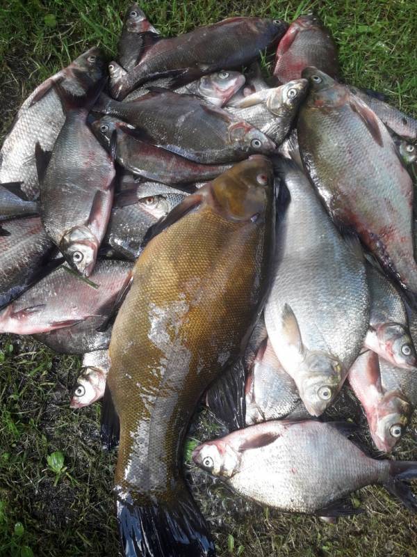 Фотоотчет по рыбе: Лещ, Линь. Место рыбалки: Борисовский район