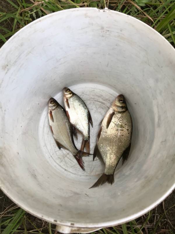 Фотоотчет с рыбалки. Место: озеро Плисса