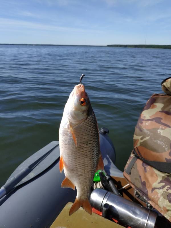 Фотоотчет по рыбе: Плотва. Место рыбалки: озеро Обида