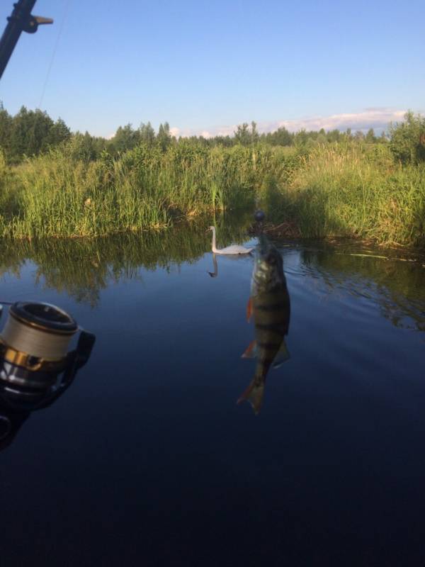 Фотоотчет с рыбалки. Место: озеро Плисса