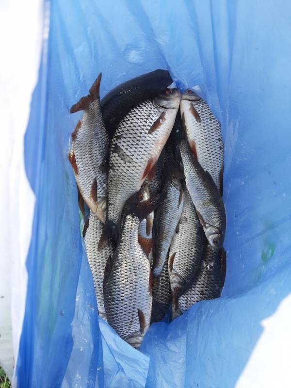 Фотоотчет по рыбе: Плотва. Место рыбалки: Борисовский район