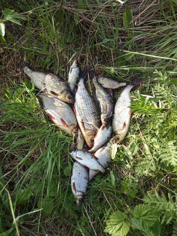 Фотоотчет по рыбе: Густера, Плотва. Место рыбалки: Осиповичи