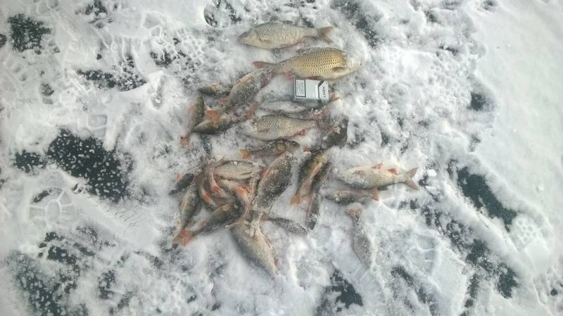 Фотоотчет по рыбе: Окунь, Плотва. Место рыбалки: Несвижский район