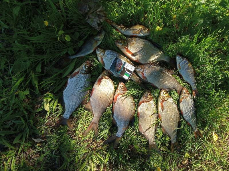 Фотоотчет по рыбе: Густера. Место рыбалки: Минск