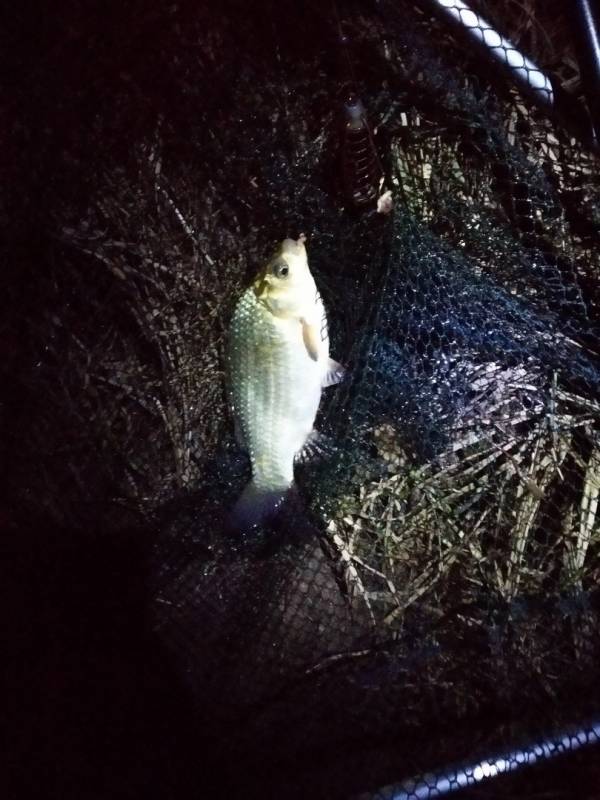 Фотоотчет по рыбе: Карась. Место рыбалки: озеро Обида