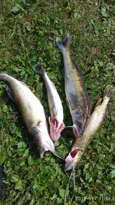 Фотоотчет по рыбе: Щука, Судак. Место рыбалки: Мядельский район