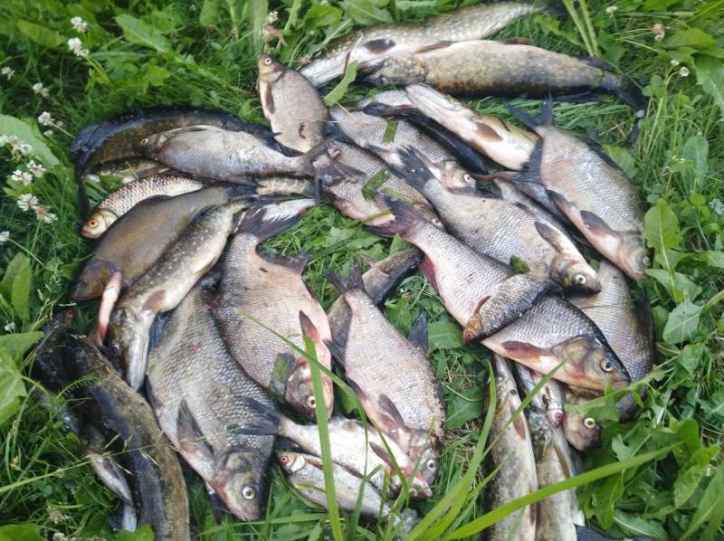 Фотоотчет по рыбе: Щука, Лещ, Линь. Место рыбалки: Новополоцк
