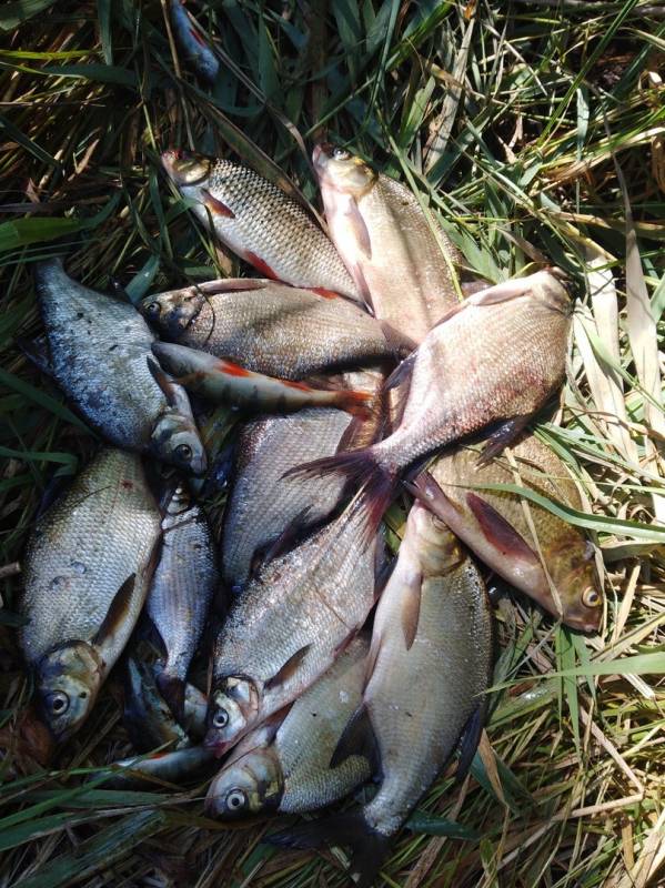Фотоотчет по рыбе: Лещ, Окунь, Плотва. Место рыбалки: Новополоцк