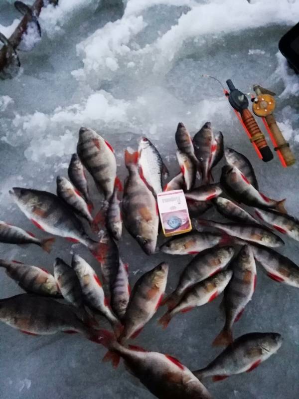 Фотоотчет по рыбе: Окунь, Плотва. Место рыбалки: Солигорск