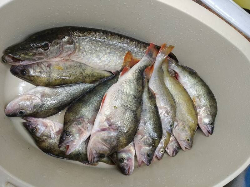 Фотоотчет с рыбалки. Место: озеро Волчино