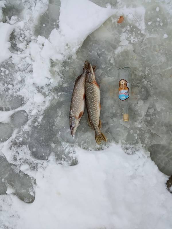 Фотоотчет по рыбе: Щука. Место рыбалки: Споровское озеро