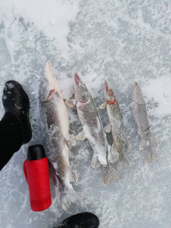 Фотоотчет с рыбалки. Место: Споровское озеро