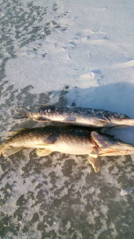 Фотоотчет по рыбе: Щука. Место рыбалки: Споровское озеро
