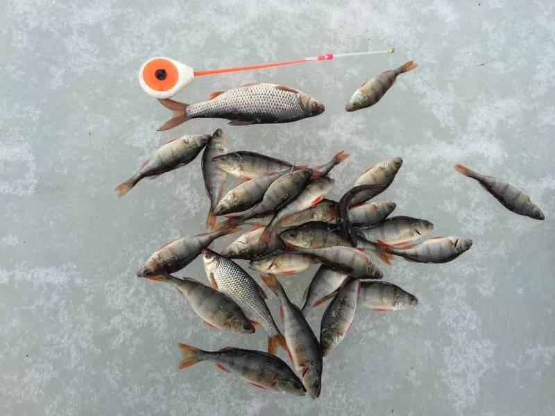 Фотоотчет по рыбе: Окунь, Плотва. Место рыбалки: водохранилище Любань