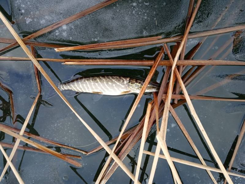 Фотоотчет по рыбе: Щука. Место рыбалки: Песчаное озеро