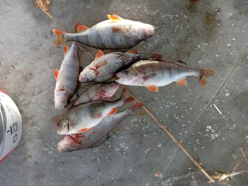 Фотоотчет по рыбе: Окунь. Место рыбалки: Споровское озеро