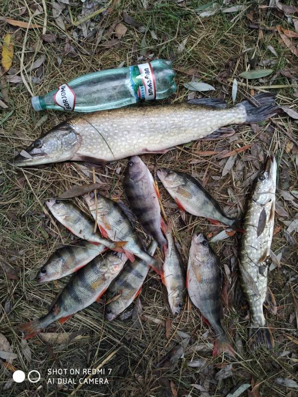 Фотоотчет по рыбе: Щука, Окунь. Место рыбалки: Пинск