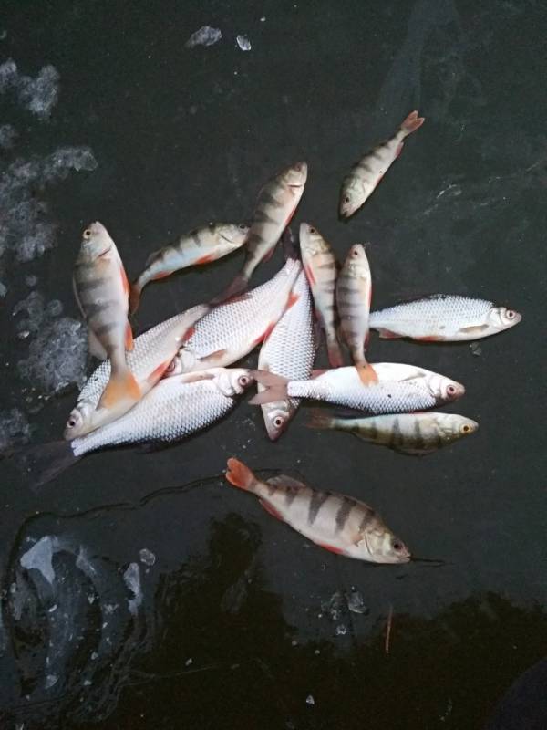 Фотоотчет по рыбе: Окунь, Плотва. Место рыбалки: Чигиринка