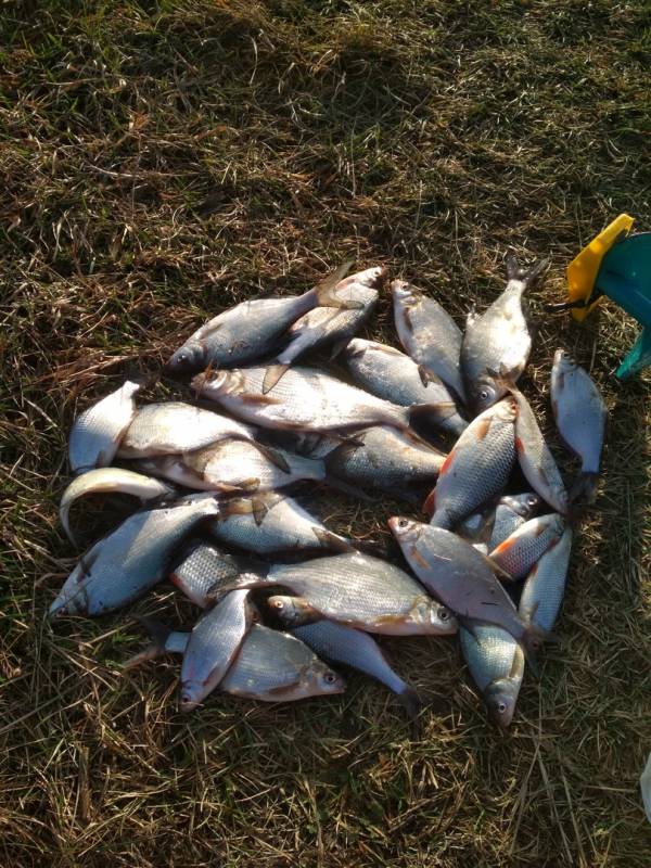 Фотоотчет по рыбе: Густера, Плотва. Место рыбалки: Чигиринка