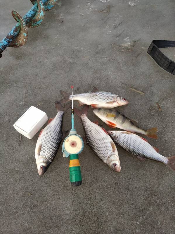 Фотоотчет по рыбе: Окунь, Плотва. Место рыбалки: Чечевичи