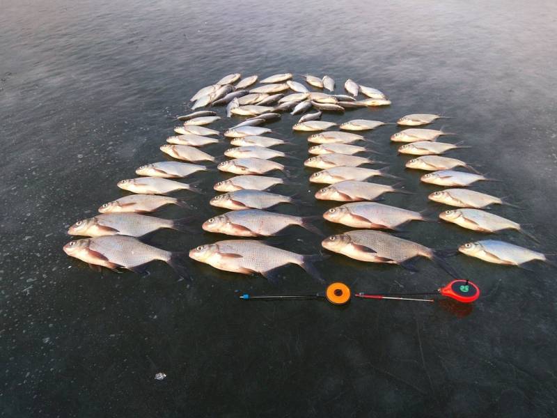Фотоотчет по рыбе: Густера, Лещ. Место рыбалки: Быхов