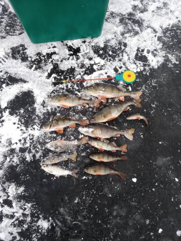 Фотоотчет по рыбе: Окунь, Плотва. Место рыбалки: Борисов