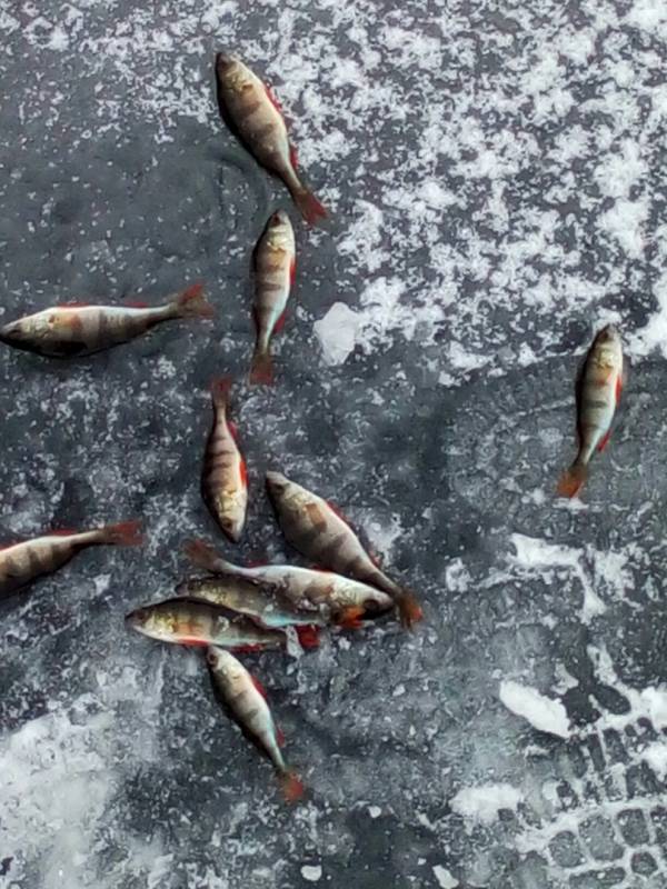 Фотоотчет по рыбе: Окунь. Место рыбалки: озеро Огзино