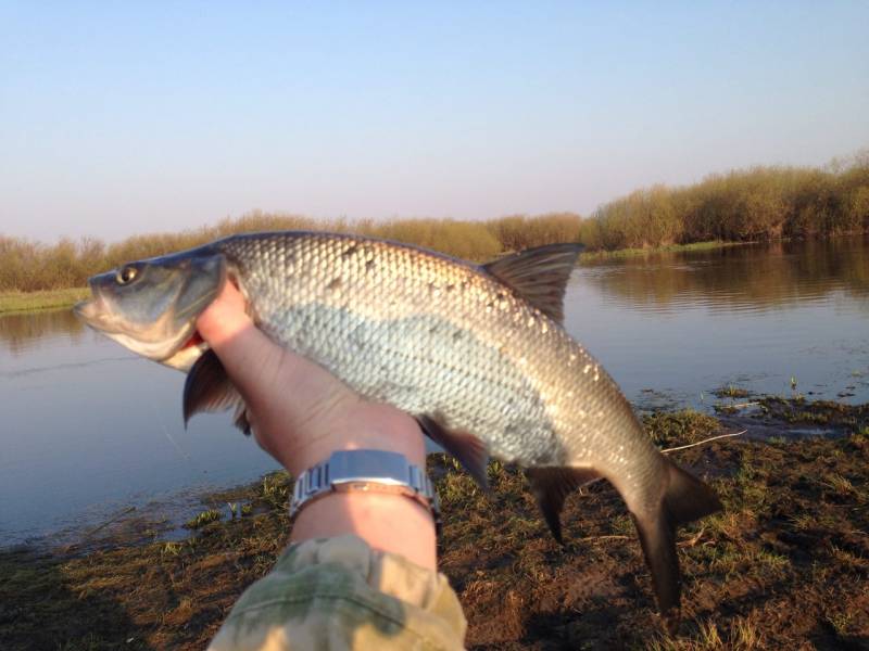 Фотоотчет по рыбе: Жерех. Место рыбалки: Минск