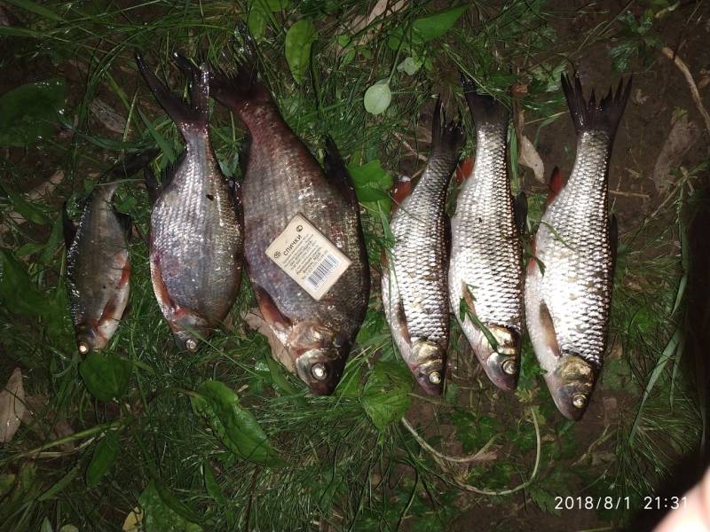 Фотоотчет по рыбе: Голавль, Густера, Лещ. Место рыбалки: Витебская область