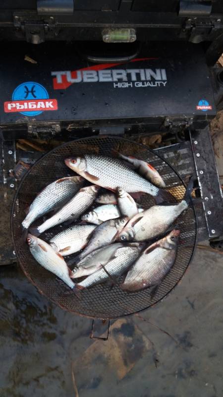 Фотоотчет по рыбе: Густера, Плотва. Место рыбалки: Брест