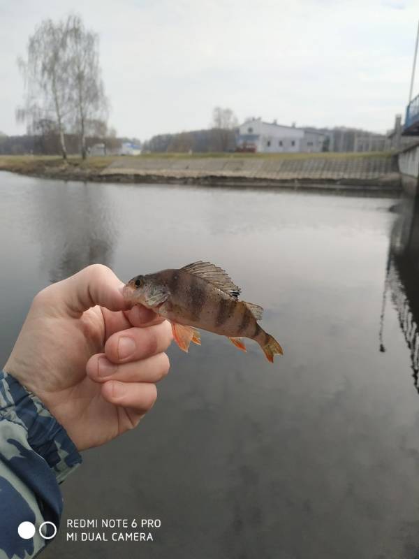 Фотоотчет с рыбалки. Место: Гребной канал