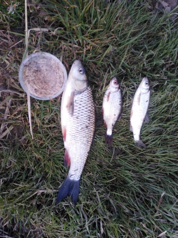 Фотоотчет по рыбе: Голавль, Елец, Плотва. Место рыбалки: Беларусь
