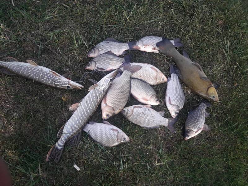 Фотоотчет по рыбе: Щука, Карась, Линь. Место рыбалки: Пинск