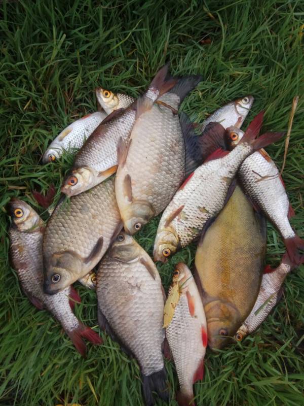 Фотоотчет по рыбе: Карась, Плотва, Линь. Место рыбалки: Белоозёрск