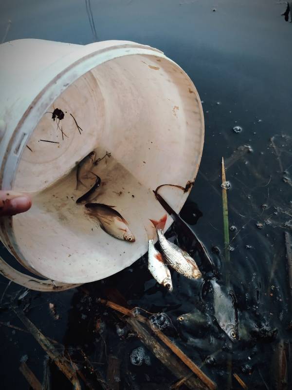 Фотоотчет с рыбалки. Место: озеро Лодоси