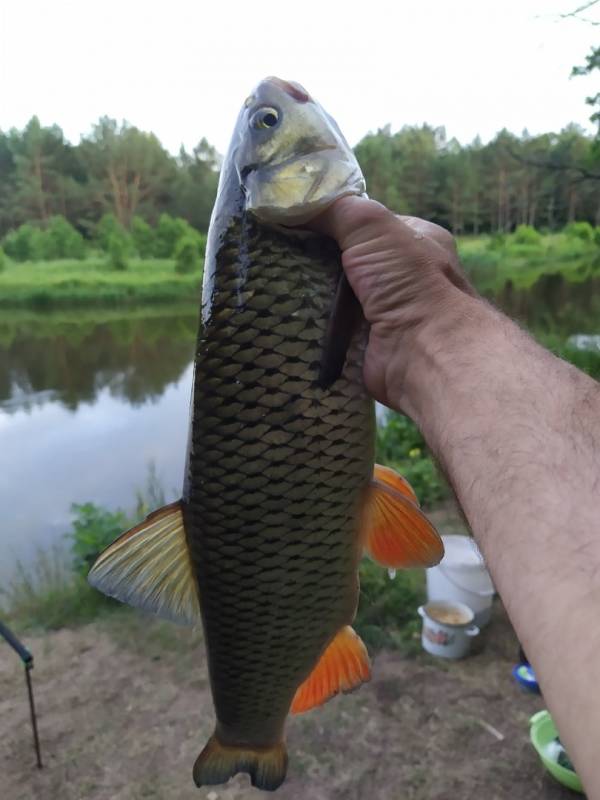 Фотоотчет по рыбе: Голавль. Место рыбалки: Минская область