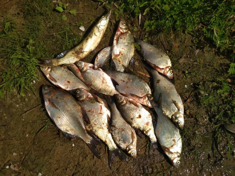 Фотоотчет по рыбе: Щука, Лещ. Место рыбалки: Рогачёвский район