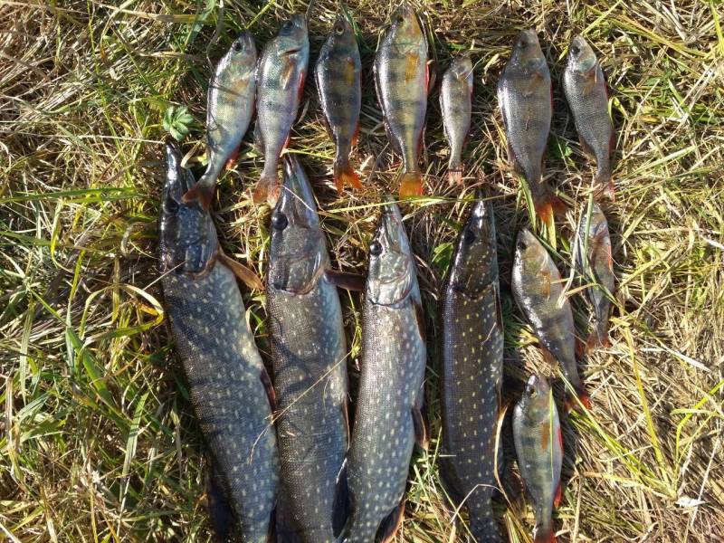 Фотоотчет по рыбе: Щука, Окунь. Место рыбалки: Рогачёвский район