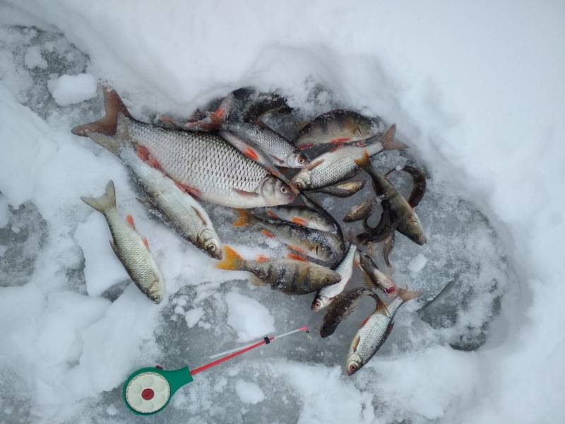 Фотоотчет по рыбе: Ерш, Окунь, Плотва. Место рыбалки: Славгород