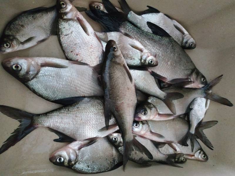 Фотоотчет с рыбалки. Место: Буда-Кошелёво