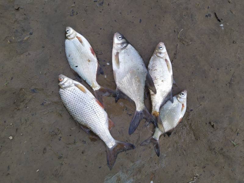 Фотоотчет по рыбе: Густера, Лещ, Плотва. Место рыбалки: Чечевичи