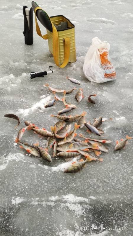 Фотоотчет по рыбе: Окунь. Место рыбалки: Днепро-Брагинское водохранилище