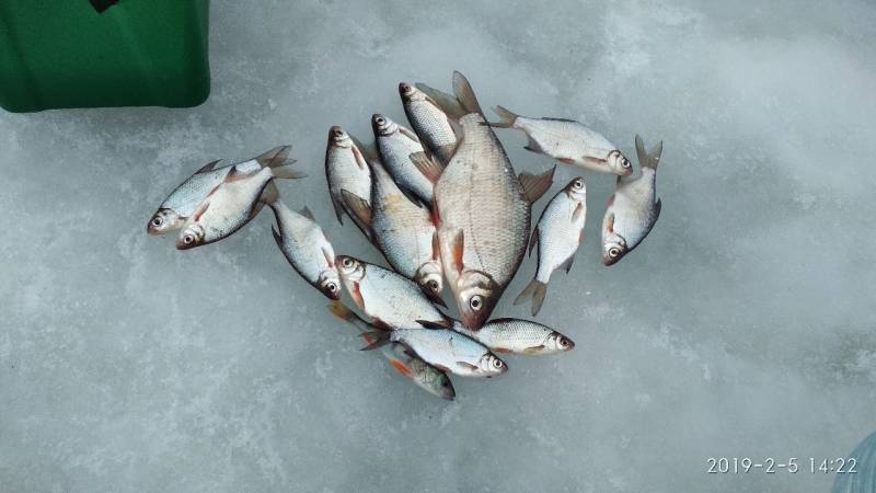 Фотоотчет по рыбе: Густера, Лещ, Окунь. Место рыбалки: Жлобинский район