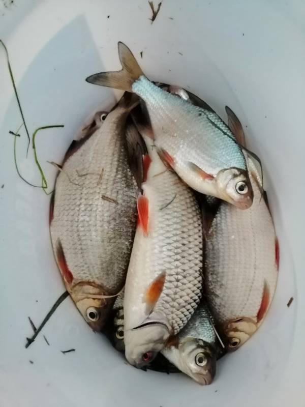 Фотоотчет с рыбалки. Место: Буда-Кошелёво