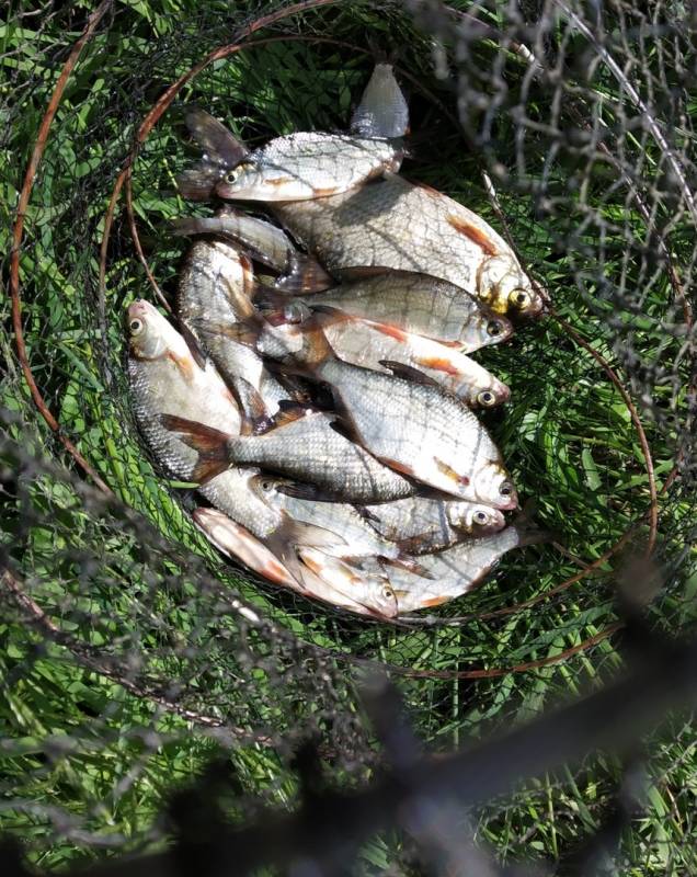 Фотоотчет по рыбе: Густера. Место рыбалки: Днепро-Брагинское водохранилище