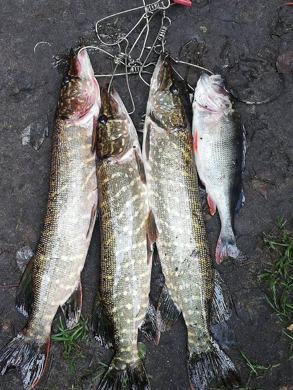 Фотоотчет по рыбе: Окунь, Щука. Место рыбалки: Барановичский район