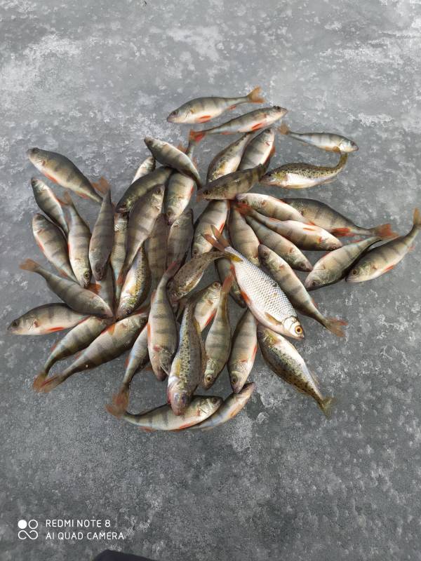Фотоотчет по рыбе: Окунь. Место рыбалки: Пинск