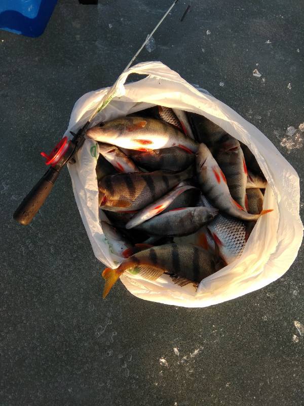 Фотоотчет по рыбе: Окунь. Место рыбалки: озеро Обида